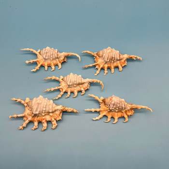 Scorpion snail natural shell conch fish tank aquarium landscaping decoration home accessories industrial ornaments factory wholesale