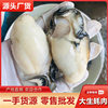 Extra Large Oyster Meat Wholesale Shandong Rushan Shelled Fresh Peeled Extra Large Oyster Meat Oyster Large Oyster Flower