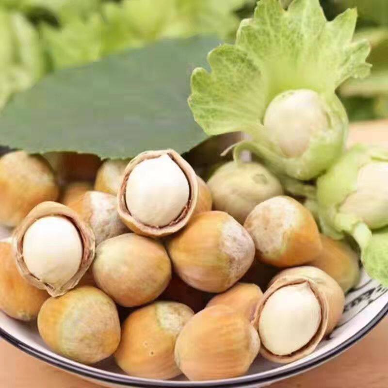 Fresh Wild Hazelnuts with Green Skin, Water Kernels and Green-Skinned Nuts Produced in the Northeast
