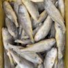 Frozen Yellow Croaker from the East China Sea, Small Yellow Croaker, Single-Frozen, Whole Box, Net Weight 6kg Grams, Defrosted 4kg Grams, for Barbecue, Commercial Wholesale