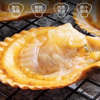 Zhanjiang Scallops, Golden Scallops, Fresh Shelled Hotel Fresh Seafood, Aquatic Shellfish Buffet, Barbecue Garlic Wholesale