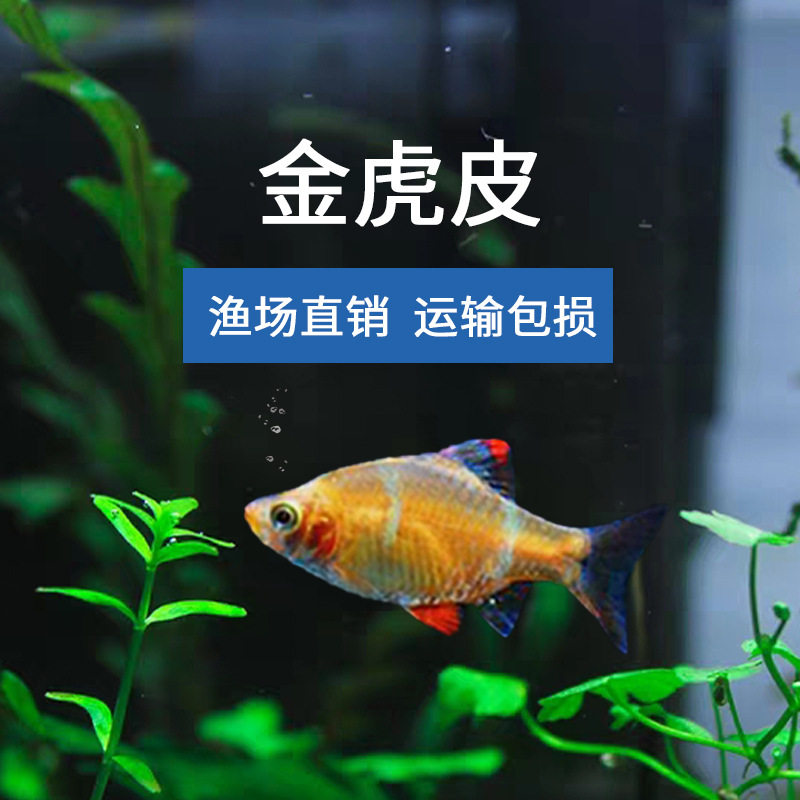 Tropical fish live gold tiger skin fish three tiger skin fish grass tank mixed group swimming fish ornamental fish fishing farm wholesale package damage