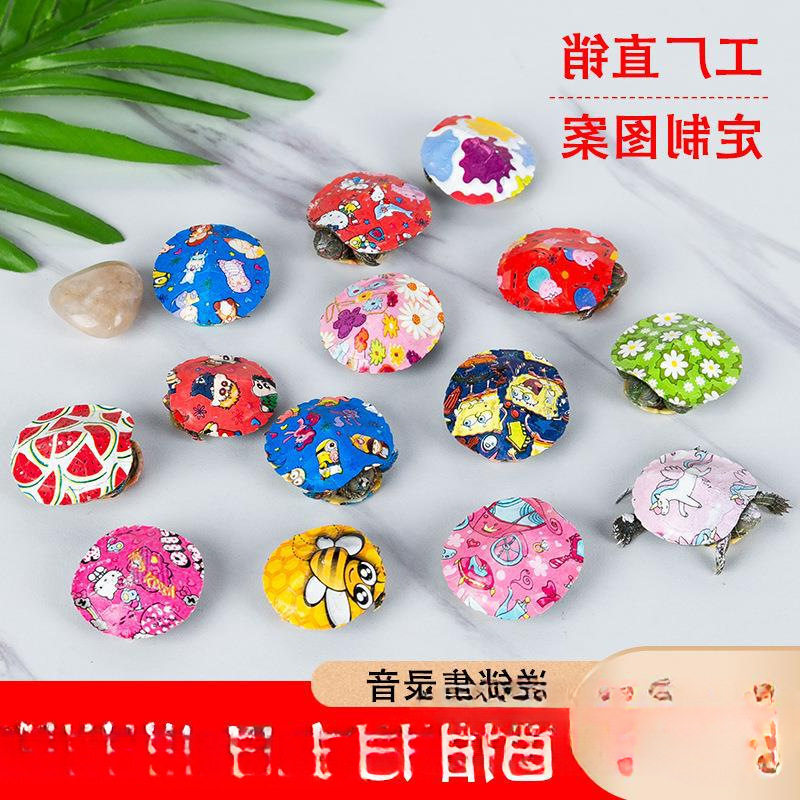 Little Colorful Turtle with Turtle Food, Trendy Colorful Small Turtle, Live Pet Cartoon Colorful Small Turtle, Live Ornamental Turtle Hatchling