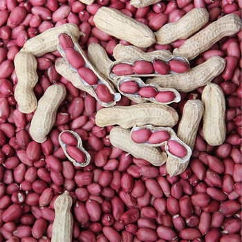 Wholesale four-grain red skin fried original cooked peanut with Shell dried farm self-fried four-grain red cooked peanut 500g