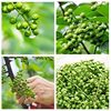 Green pepper fresh 350g Chongqing Jiangjin fresh rattan pepper Sichuan specialty picked fresh hemp pepper frozen fresh pepper