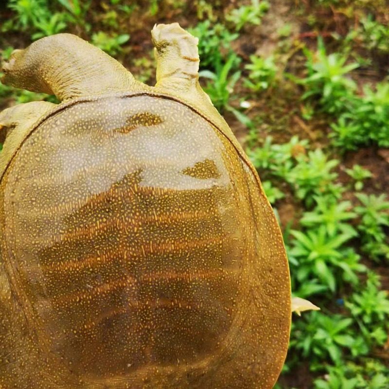 Freshly Caught and Shipped Nutritious Freshwater Live Fish from Huangchuan Turtle Breeding Grounds