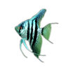 Angelfish, Peruvian Swallowfish, Tropical Fish, Ornamental Fish, Live Fish, Three-Color Angel Panda, Angel Fish, Novice Fish