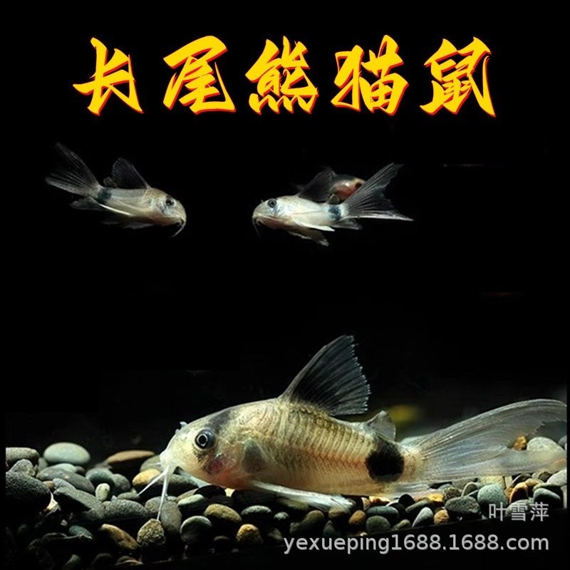 Long-Tailed Panda Mouse Fish, Large Sail Fairy Panda Mouse Fish, Special-Shaped Fish, Cleaner Fish, Algae Removal Fish, Ornamental Fish Wholesale
