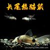 Long-Tailed Panda Mouse Fish, Large Sail Fairy Panda Mouse Fish, Special-Shaped Fish, Cleaner Fish, Algae Removal Fish, Ornamental Fish Wholesale