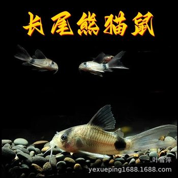 Long-Tailed Panda Mouse Fish, Large Sail Fairy Panda Mouse Fish, Special-Shaped Fish, Cleaner Fish, Algae Removal Fish, Ornamental Fish Wholesale