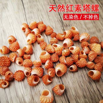 Natural shell conch Red Bell snail Tower snail specimen snail hermit crab replacement shell fish tank aquarium landscape micro-landscape