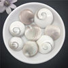 Wholesale natural sun shell stone round thread conch shell pendant small size hard shell fossil necklace