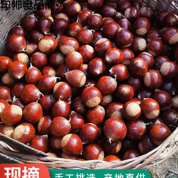 Fujian Jianou Specialty Cone Chestnut Raw Fresh Oil Chestnut Mountain Farm Freshly Picked Hazelnut Sugar Fried Chestnut