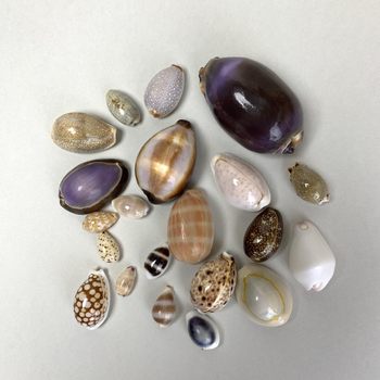 Natural Conch Small Conch Shell Specimen Fish Tank Landscape Decoration Buoy Arrow Conch