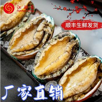 Captain Jiang Zero Added Organic Fresh Frozen Abalone 10 Pieces 500g Lianjiang Seafood Buddha Jumps over the Wall Factory Direct Sales