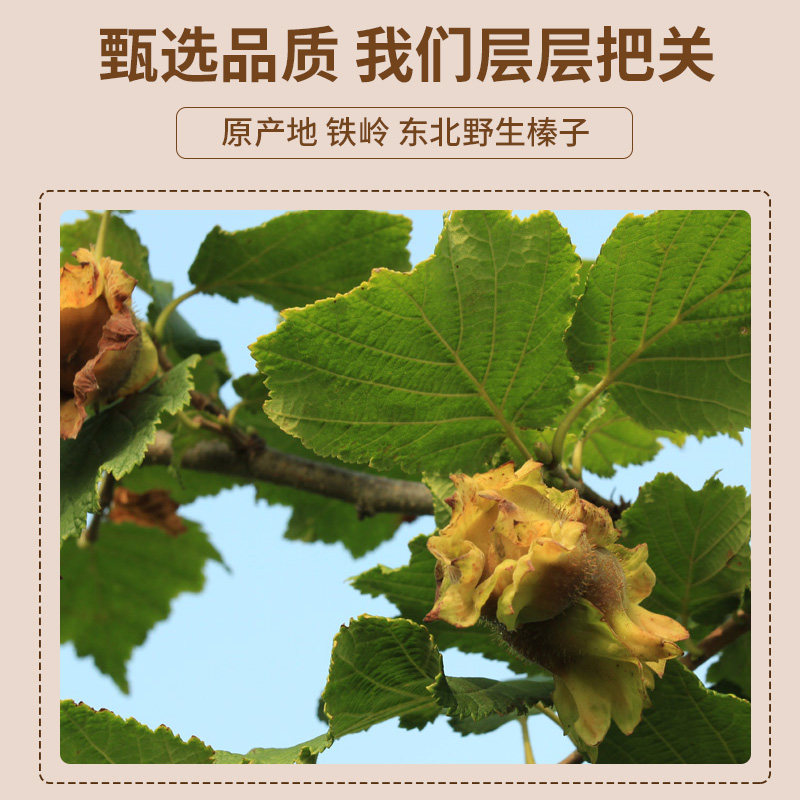 One-Piece Drop-Shipping Hazelnuts from Northeast China, a Specialty of Tie Ling, Roasted Hazelnuts with Original Flavor, Fresh Dried Fruits and Nuts