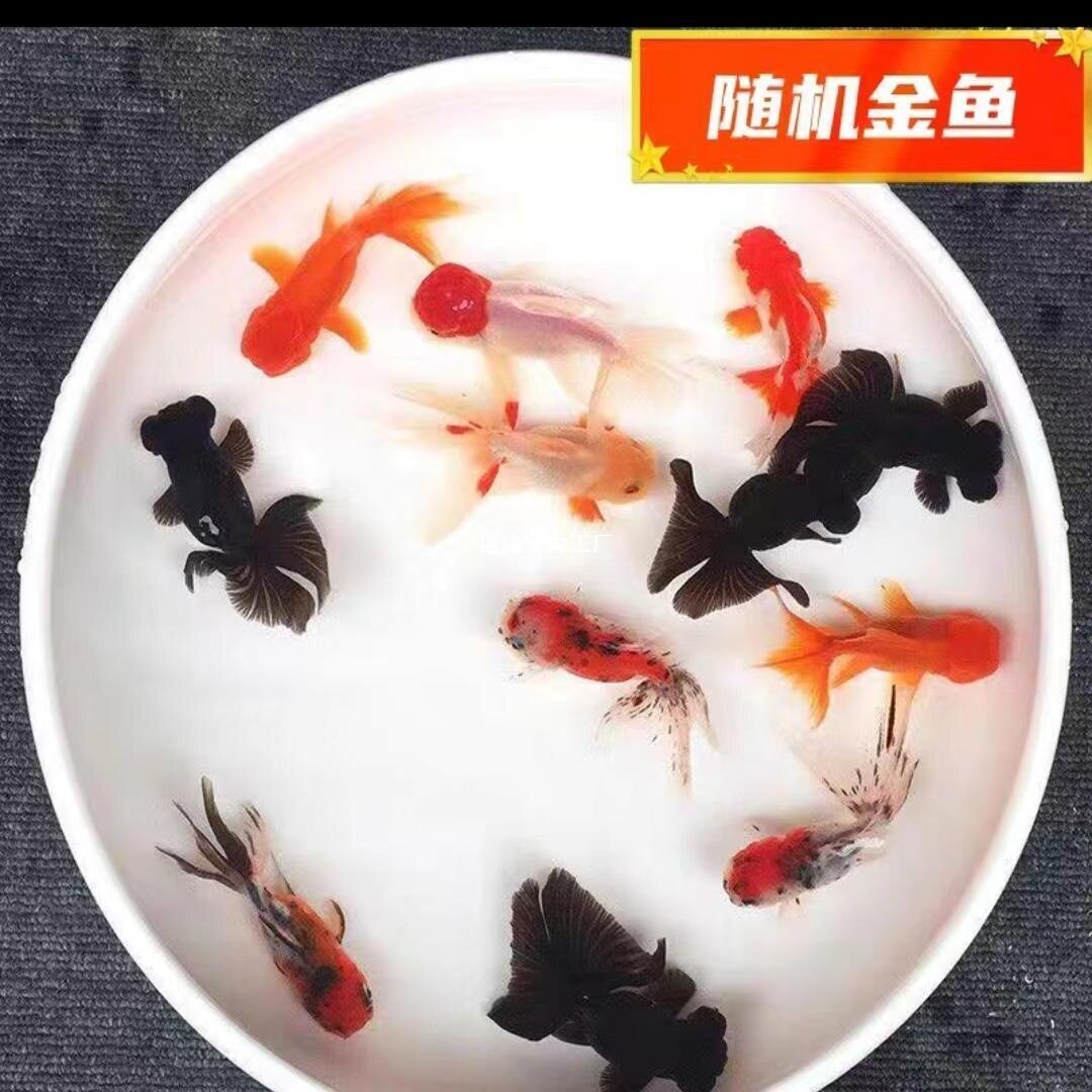 Lucky Red Betta Fish, Live Fish, Cold Water Fish, Freshwater Fish, Easy to Maintain, Live Fish