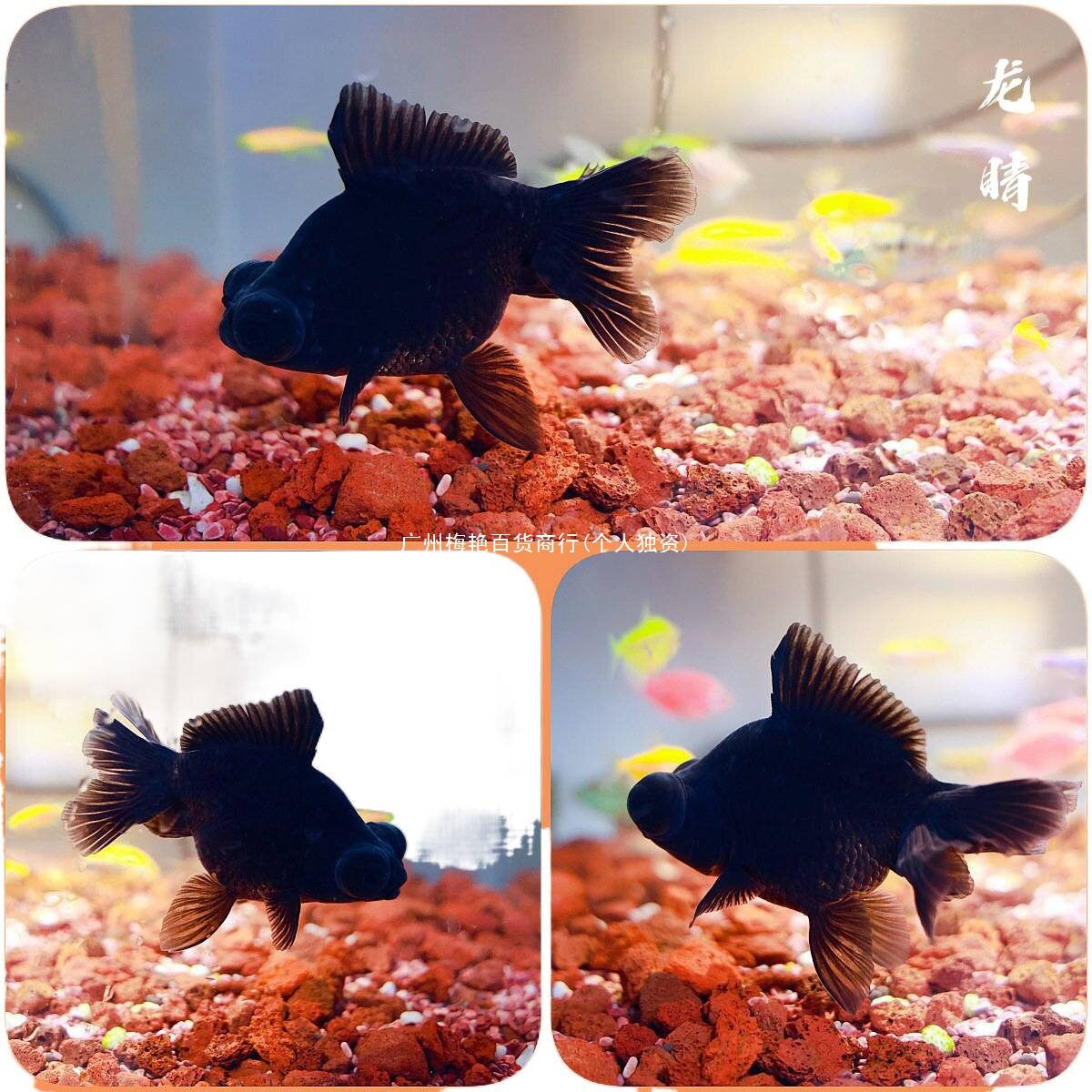 Pet Miao Thai Lion Small Freshwater Hardy Fish Cold Water Fish Ornamental Fish Goldfish Ornamental Fish Koi Lan Shou