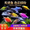 Angel fish tropical ornamental fish group tour can be mixed with lazy people net red candy angel fish good to raise live freshwater fish