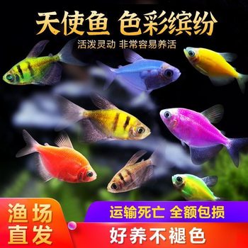 Angel fish tropical ornamental fish group tour can be mixed with lazy people net red candy angel fish good to raise live freshwater fish