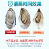 Authentic Rushan Oysters 2.5kg Packs of Fresh Rushan Oysters Fresh Sea Oysters Shipped by Sf Express Catering Procurement Wholesale