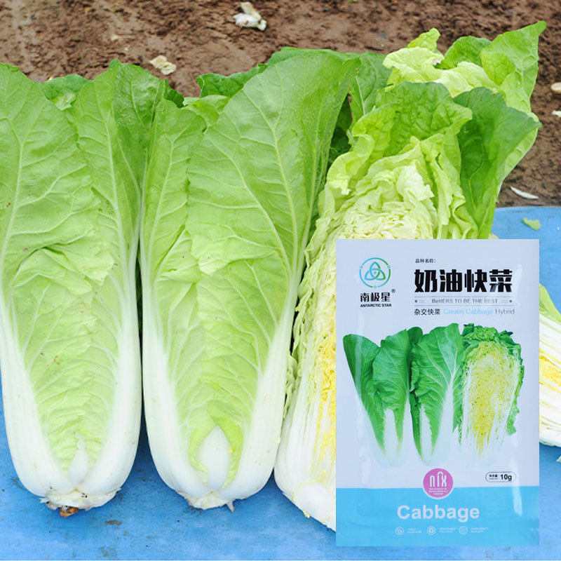 Wholesale Four-Season Leafy Vegetable Seeds, Coriander, Cabbage, Radish, Rapeseed, Lettuce, Green Vegetable Seeds, Spinach