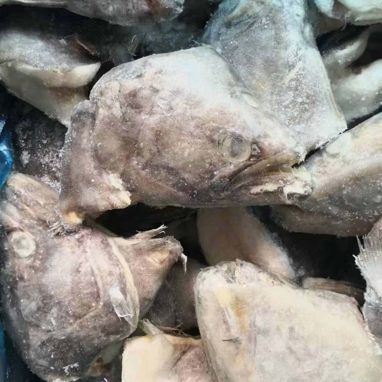 Fresh Discus Fish Head, Frozen Turbot Fish Head, Deep-Sea Fresh Flounder, Abalone Fish, Commercial Wholesale High-Quality Seafood