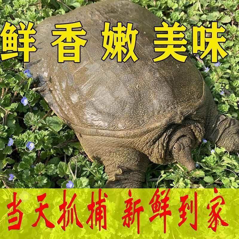Fresh Live Turtle Wholesale, Free Shipping for Fresh Male Turtles, Edible Fresh Braised Turtles, Chinese Turtle, Water Turtle, Cross-Border Shipping