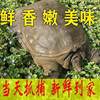 Fresh Live Turtle Wholesale, Free Shipping for Fresh Male Turtles, Edible Fresh Braised Turtles, Chinese Turtle, Water Turtle, Cross-Border Shipping