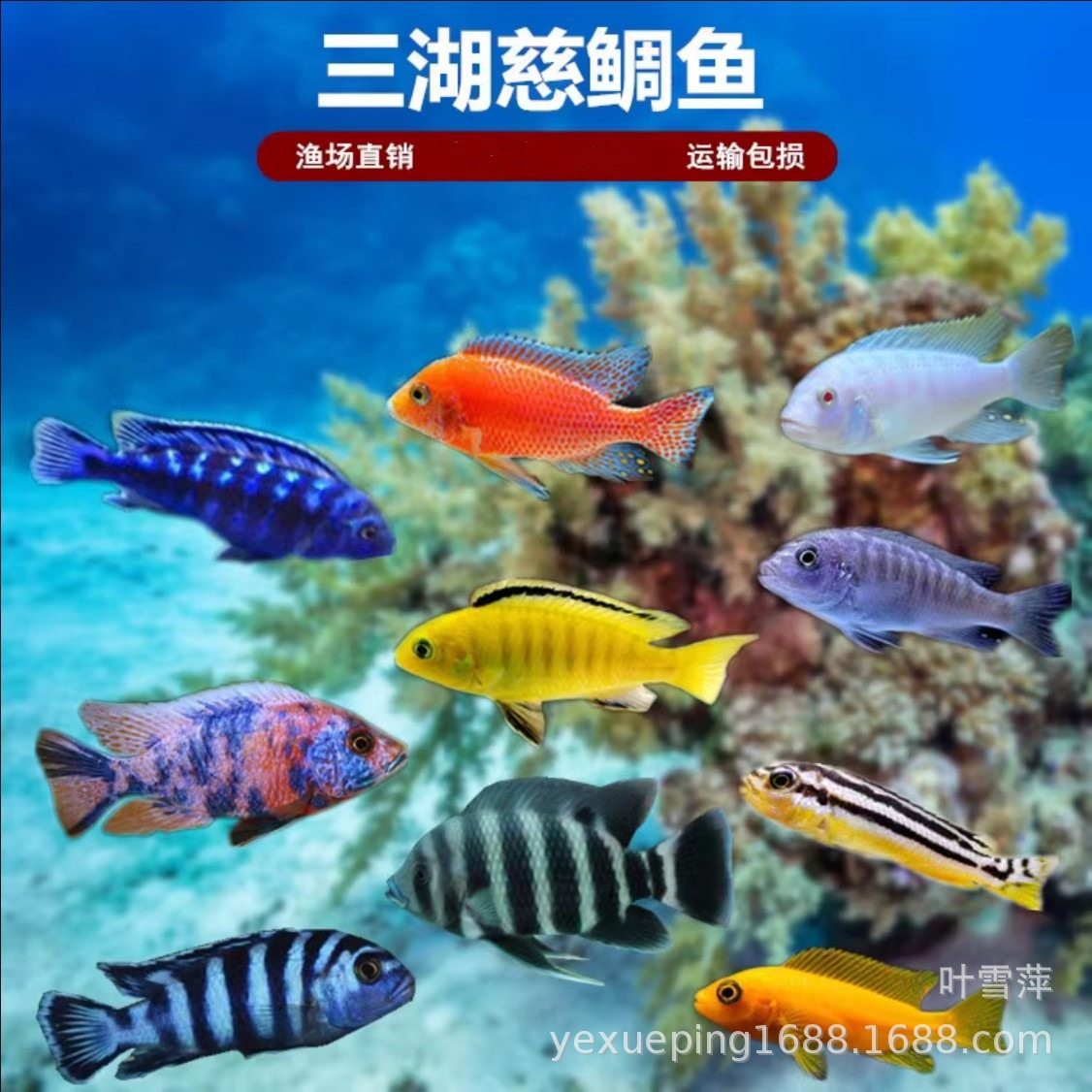 Snapper Sanhu Cichlid Fish Black Line Prince Live Horse Snapper Tan Carving Resistant and Easy to Maintain Tropical Ornamental Fish Freshwater Fish Wholesale