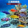 Snapper Sanhu Cichlid Fish Black Line Prince Live Horse Snapper Tan Carving Resistant and Easy to Maintain Tropical Ornamental Fish Freshwater Fish Wholesale
