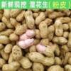 Fresh Peanuts for the 2025 Season, Suitable for Boiling, Farm-Grown, Freshly Dug, with Skin and Pulp, Self-Grown, In-Shell, with Mud, Wet Peanuts