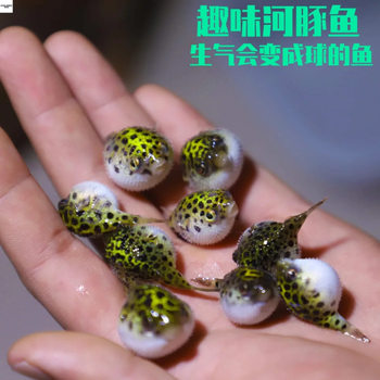 Submarine Pufferfish Ornamental Fish Easy to Care for and Durable, Bubble Fish Chocolate Doll Fish That Gets Angry When It Eats Snails