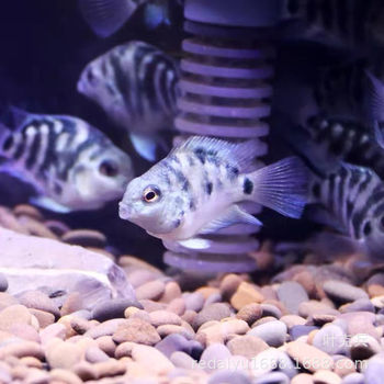 Tropical fish ornamental fish wholesale parrot fish mini parrot fish sapphire blue parrot, Platinum parrot