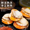 Fresh Vacuum-Packed Scallop Meat with Dry Ice, Large Fresh Yellow Scallops, Fresh Yellow Clams, Large Frozen Seafood Wholesale
