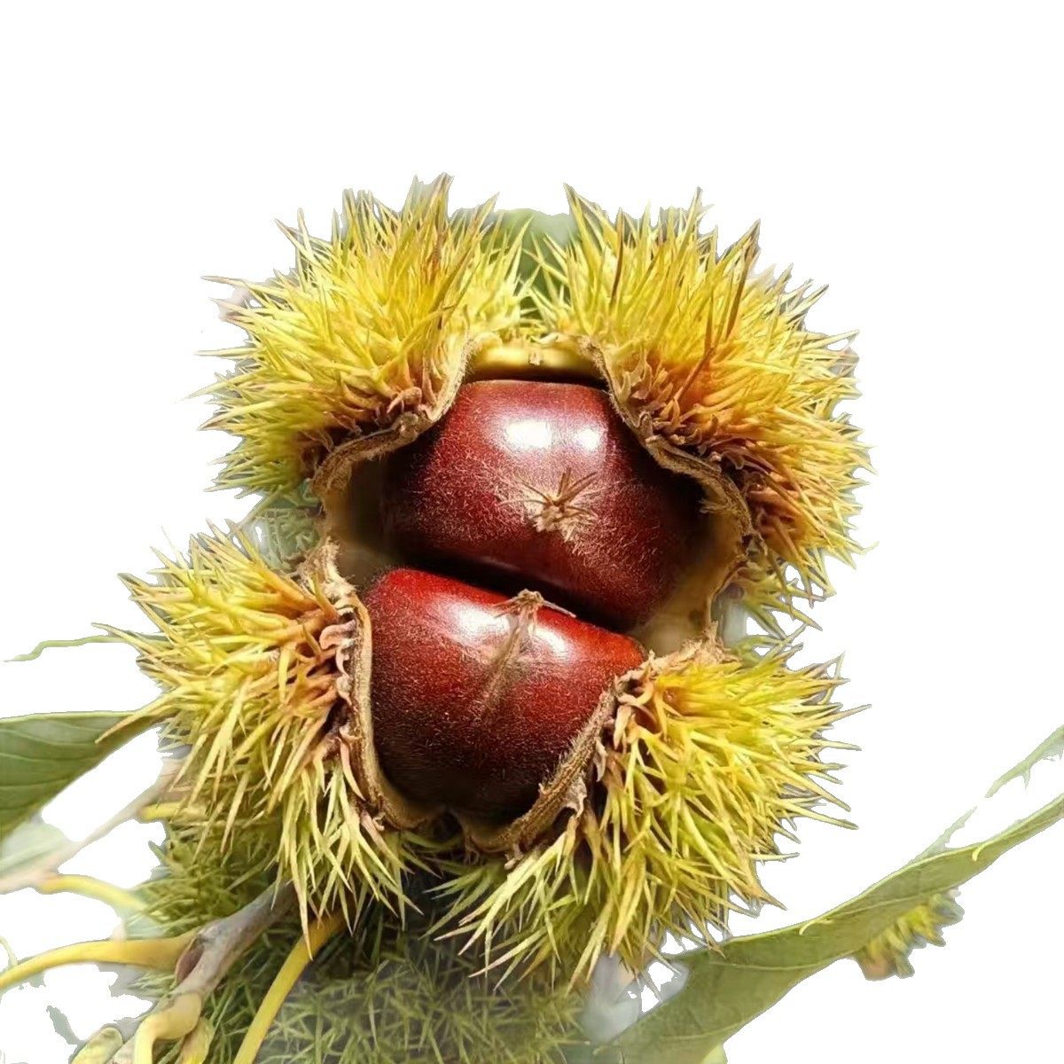Fresh Chestnuts from Yimeng Mountain, Yellow-Fleshed Oil Chestnuts, New Arrivals in 2025, Seasonal Wild Chestnuts from Deep Mountains for Pregnant Women