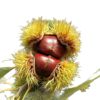 Fresh Chestnuts from Yimeng Mountain, Yellow-Fleshed Oil Chestnuts, New Arrivals in 2025, Seasonal Wild Chestnuts from Deep Mountains for Pregnant Women