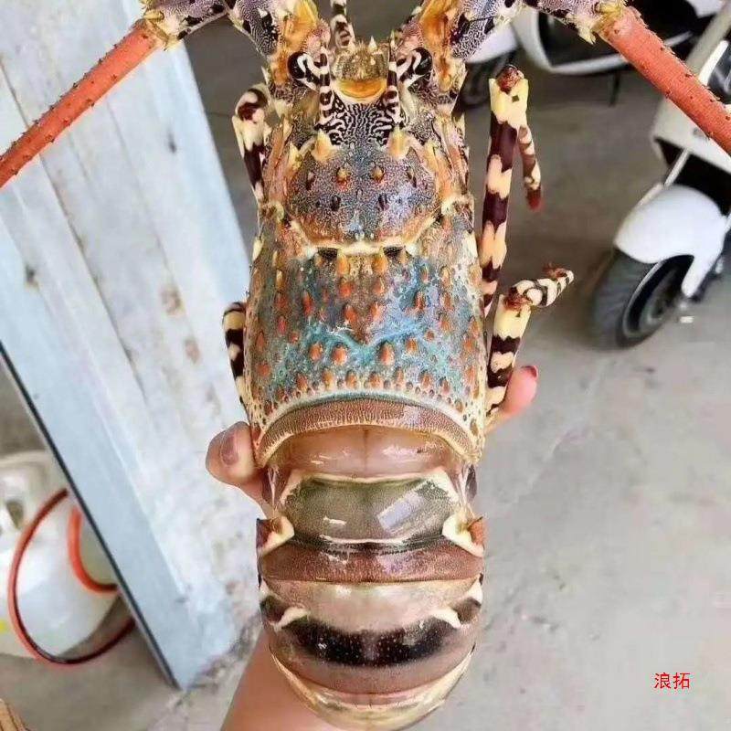 Lobster, Large Green Frozen Seafood, Quick-Frozen Small Green Kingston Flower Lobster Wholesale Dropshipping, One-Piece Cross-Border Dropshipping