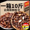 Zs2024 Yunnan Fresh Pine Nuts Original Flavor Alpine Wild Black Pine Nuts Fresh Pine Nuts Bulk Nuts Zero