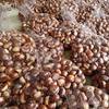 Fresh Chestnuts from the Farm, Freshly Picked Raw Hairy Chestnuts, Oil Chestnuts, Non-Mianxi Chestnuts