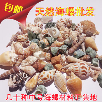 Medium-Sized Natural Small Conch Shells for DIY Handmade Materials, Decoration of Fish Tanks, and Landscaping
