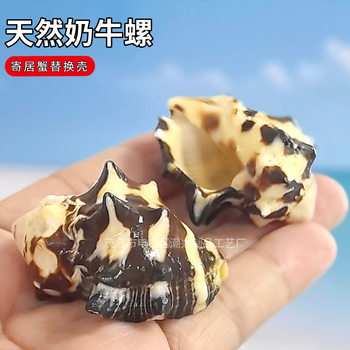 Natural Shell Conch Cow Snail Living Hermit Crab Roll Shellfish Replacement Shell Fish Tank Landscape Aquarium Decoration Small