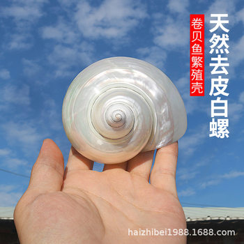Wholesale natural conch shell peeled large white snail fish tank landscaping ornaments rolled shellfish hermit crab breeding replacement shell