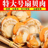Extra Large Scallop Meat, Fresh Quick-Frozen Seafood with Yellow Ice Coating, Fresh Frozen Wild Vacuum Packaging, a Whole Box