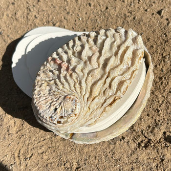 Cross-Border Natural Abalone Shell Loose-Leaf Hand Ledger Handmade Abalone Shell Small Book Retro Art Magazine Shell Book