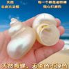 Hermit Crab Replacement Pet Shell Large Diameter Seaside Shell Decorative Shell Snail Mini small size Large Powder Mouth Free Shipping