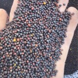 Семена рапса оптом, новые продукты сезона, 50 кг семян рапса масличного отжима, цельные зерна, масличные культуры, семена рапса