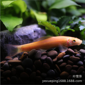 Golden Moss Rat Fish Freshwater Scavenger Fish Tank Cleaner Algae Removal Tool Fish Tropical Ornamental Fish Eating Feces Garbage Fish