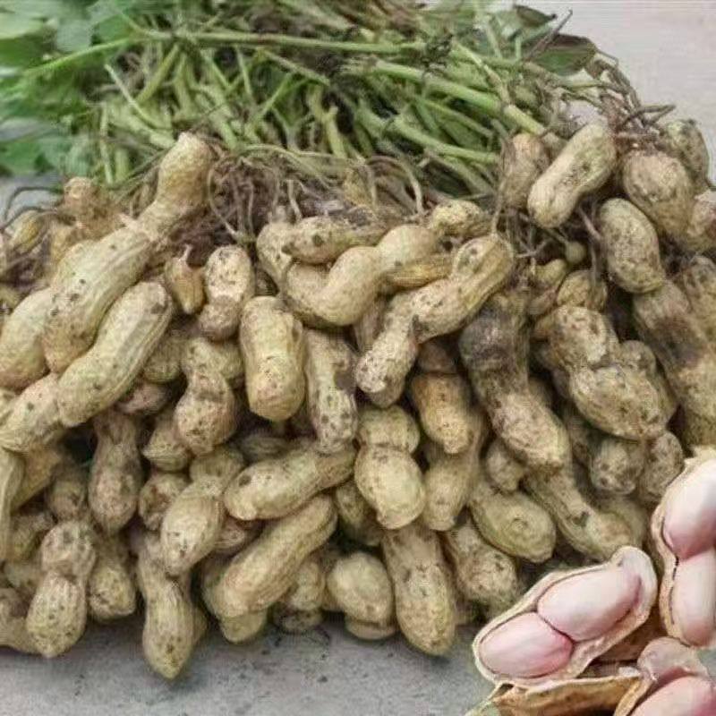 Fresh Peanuts for the 2025 Season, Suitable for Boiling, Farm-Grown, Freshly Dug, with Skin and Pulp, Self-Grown, In-Shell, with Mud, Wet Peanuts