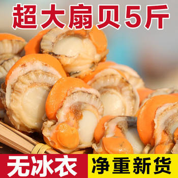 Extra Large Scallop Meat, Fresh Quick-Frozen Seafood with Yellow Ice Coating, Fresh Frozen Wild Vacuum Packaging, a Whole Box